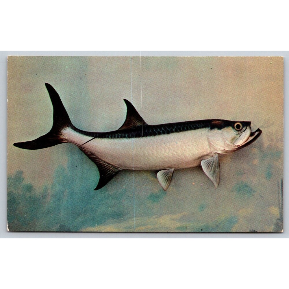 Postcard Florida TARPON The Silver King Game Fish Hard Fighter c1960s Unposted